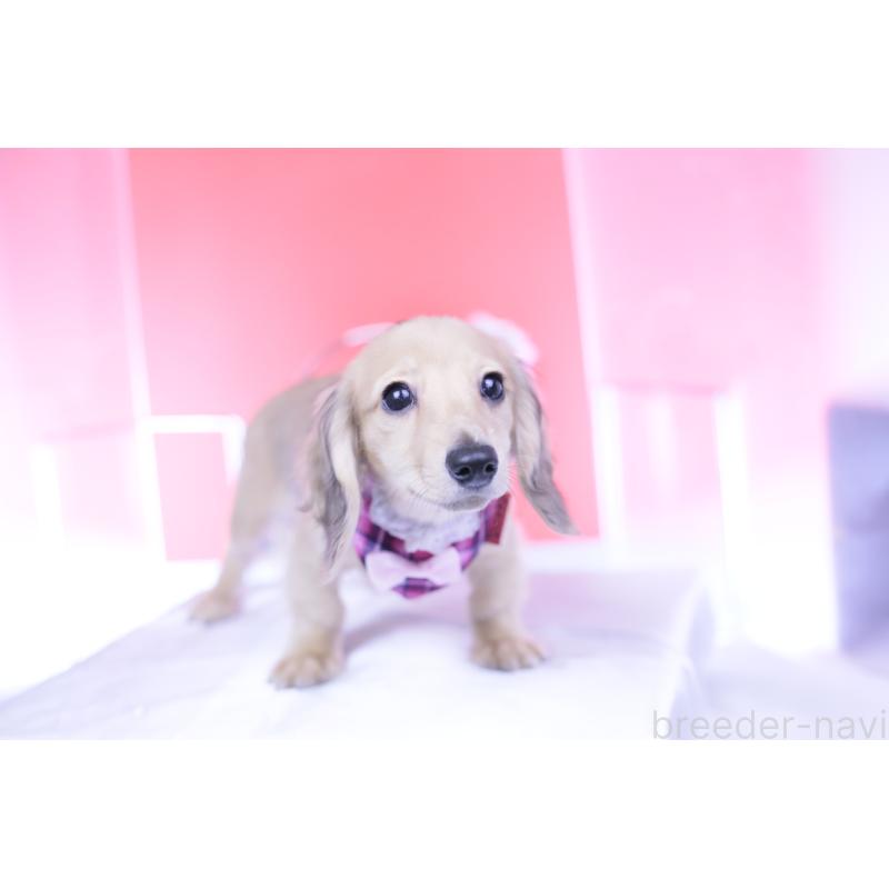 販売中の愛知県のミニチュアダックスフンド(ロングヘアード)-421513の10枚目