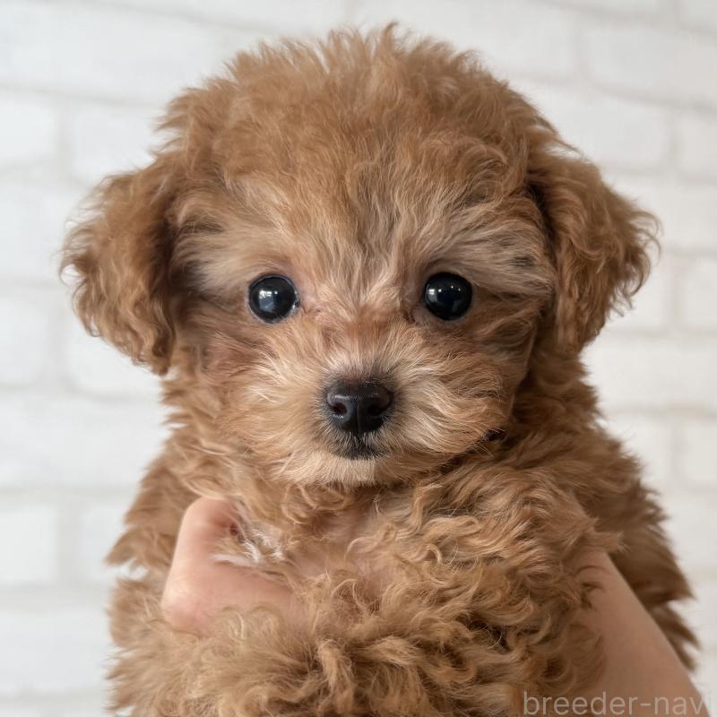 販売中の大阪府のトイプードル-439914の2枚目