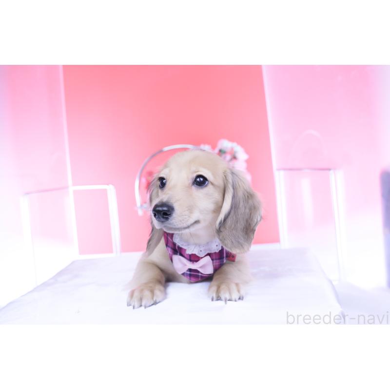 販売中の愛知県のミニチュアダックスフンド(ロングヘアード)-421513の7枚目