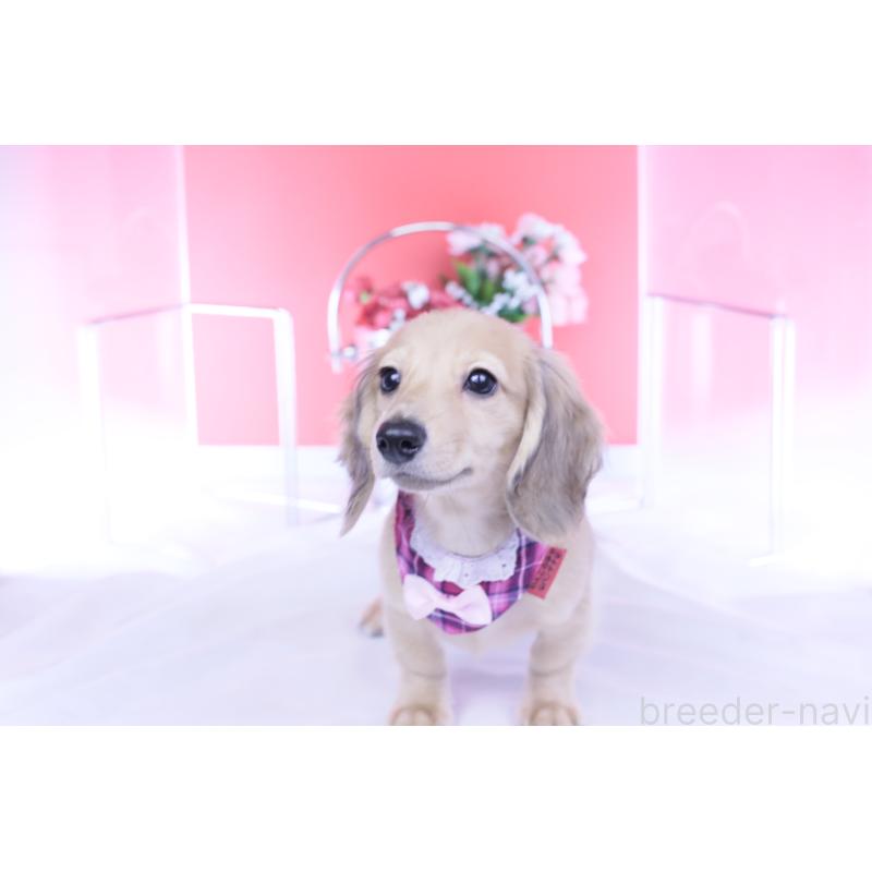 販売中の愛知県のミニチュアダックスフンド(ロングヘアード)-421513の6枚目