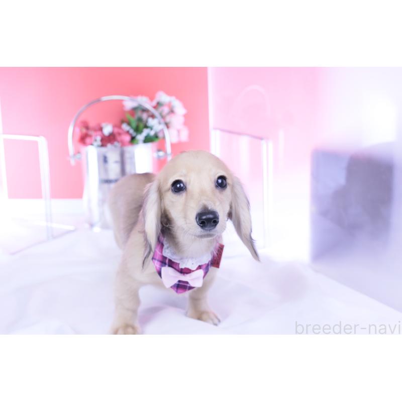 販売中の愛知県のミニチュアダックスフンド(ロングヘアード)-421513の5枚目