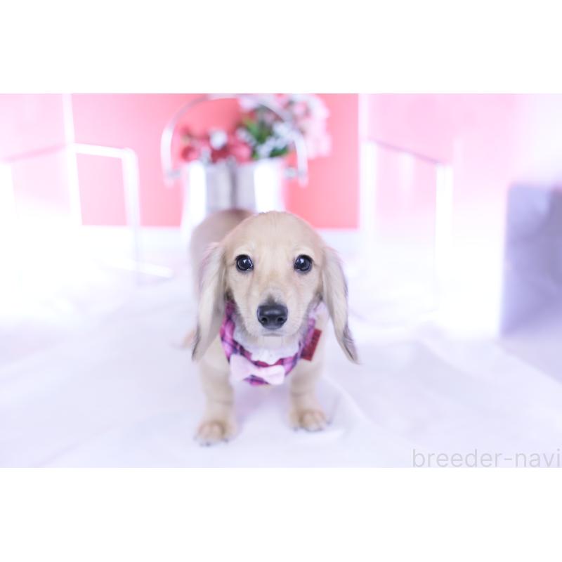 販売中の愛知県のミニチュアダックスフンド(ロングヘアード)-421513の4枚目