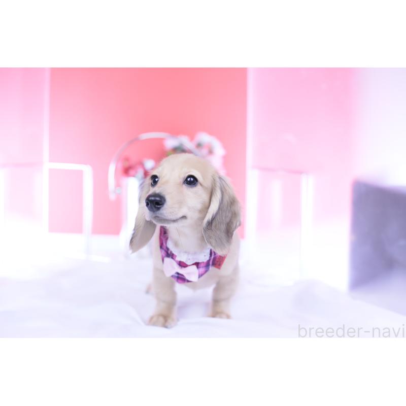 販売中の愛知県のミニチュアダックスフンド(ロングヘアード)-421513の3枚目