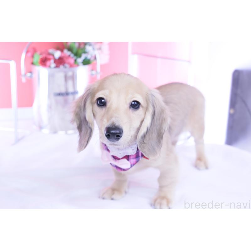 販売中の愛知県のミニチュアダックスフンド(ロングヘアード)-421513の2枚目