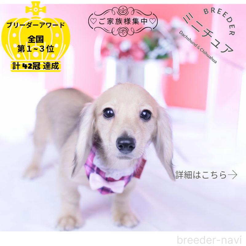 販売中の愛知県のミニチュアダックスフンド(ロングヘアード)-421513の1枚目