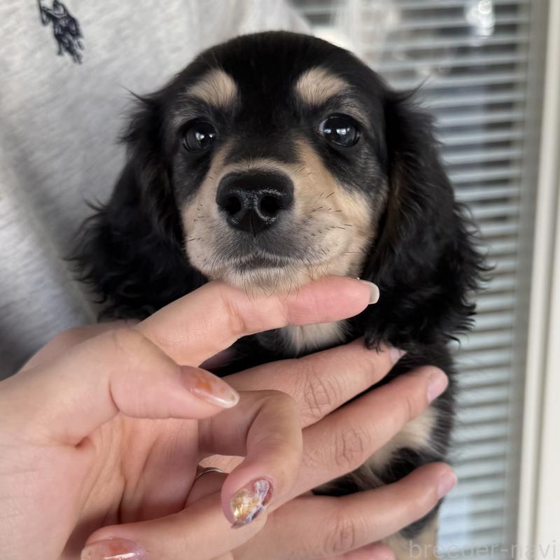 販売中の大阪府のミニチュアダックスフンド(ロングヘアード)-439916の8枚目