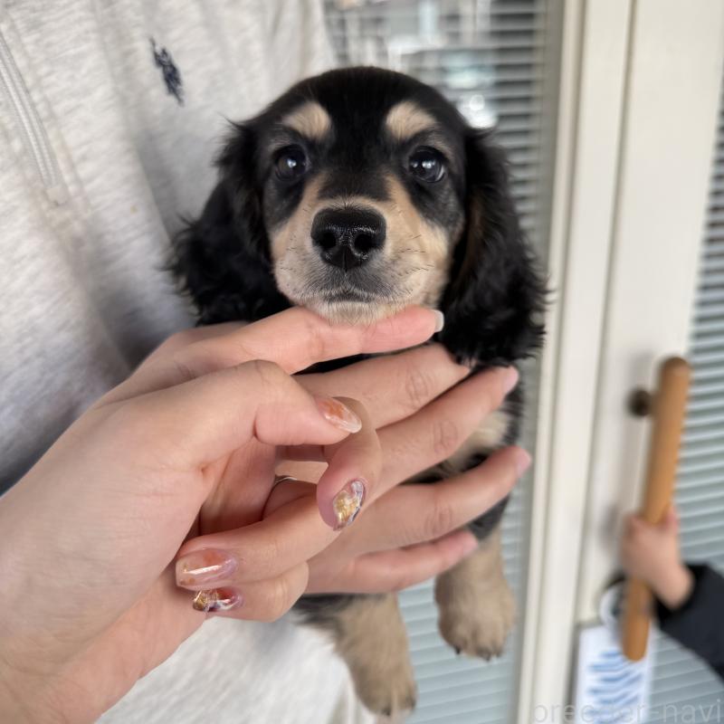 販売中の大阪府のミニチュアダックスフンド(ロングヘアード)-439916の7枚目