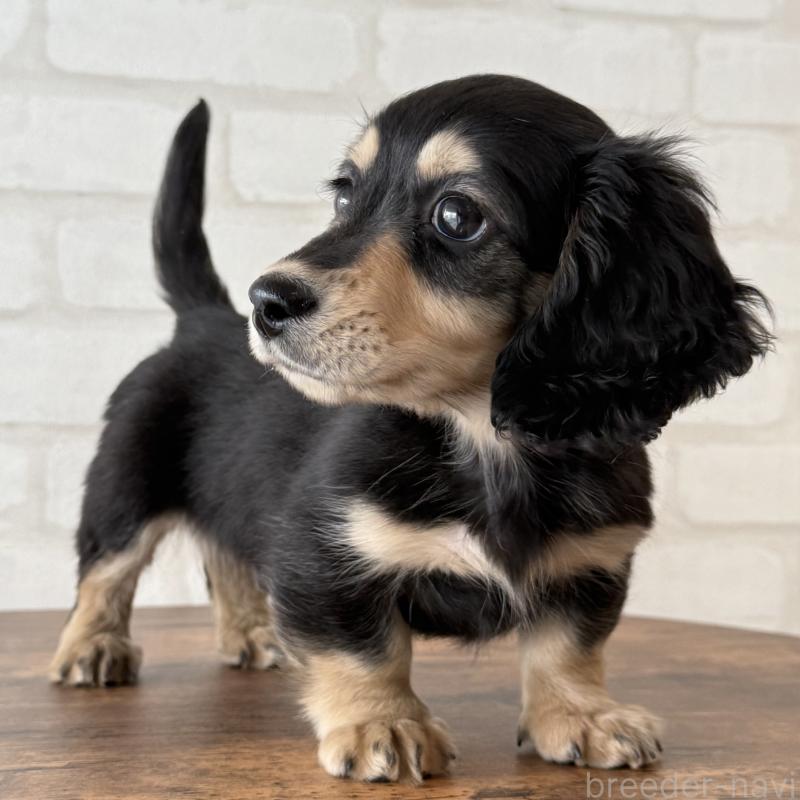 販売中の大阪府のミニチュアダックスフンド(ロングヘアード)-439916の1枚目