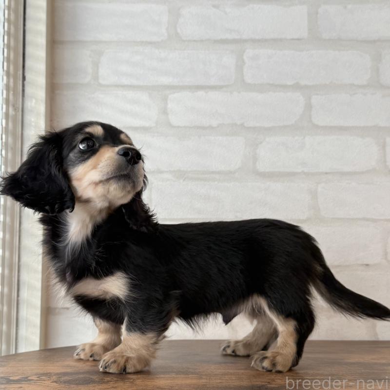 販売中の大阪府のミニチュアダックスフンド(ロングヘアード)-439916の5枚目