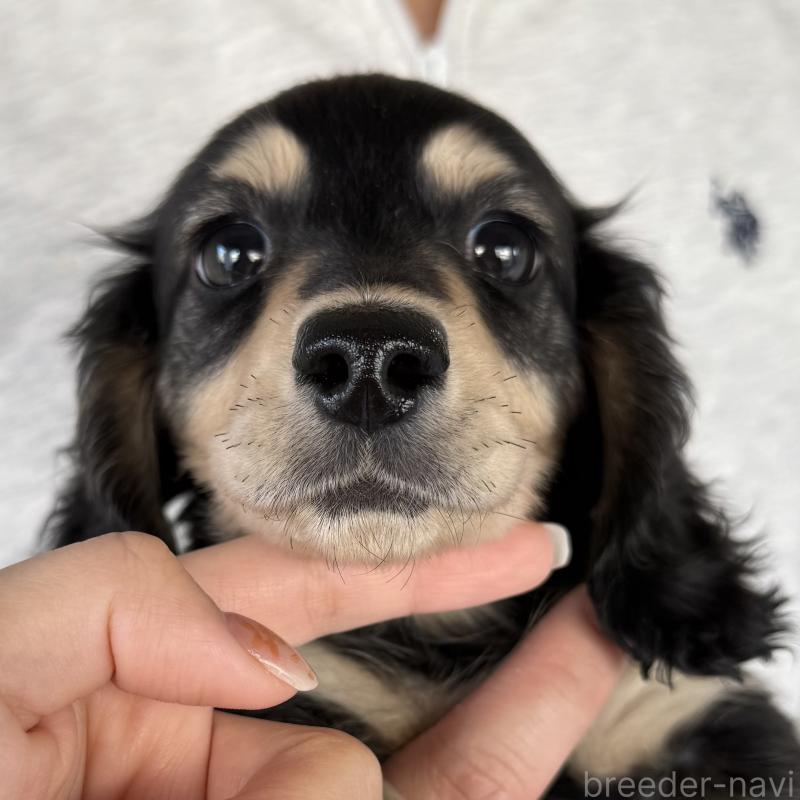 販売中の大阪府のミニチュアダックスフンド(ロングヘアード)-439916の3枚目