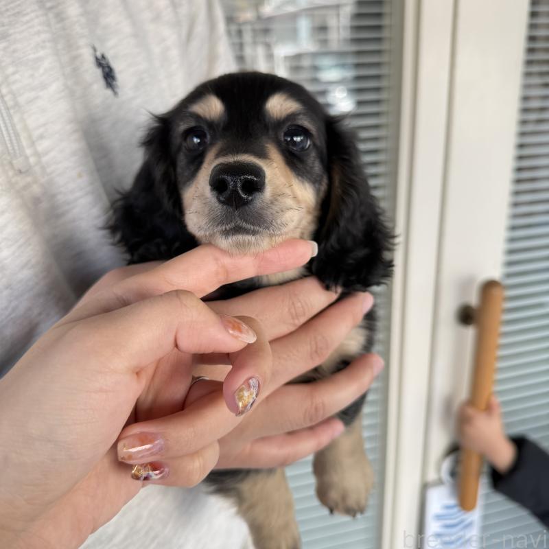 販売中の大阪府のミニチュアダックスフンド(ロングヘアード)-439916の2枚目