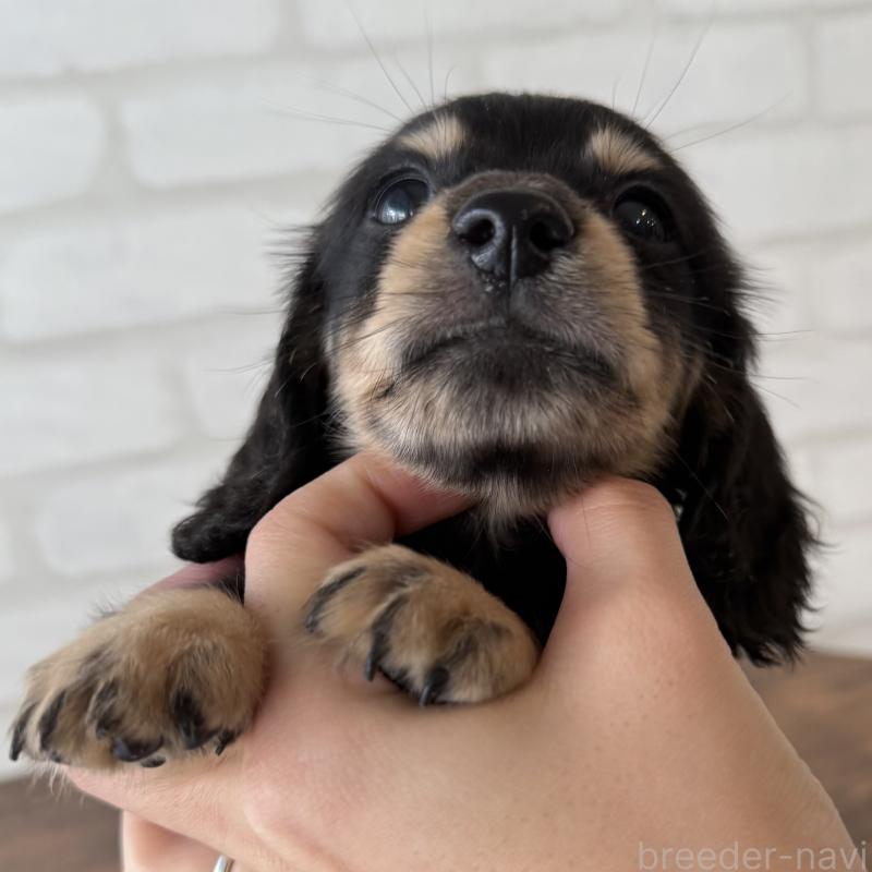 販売中の大阪府のミニチュアダックスフンド(ロングヘアード)-439919の9枚目