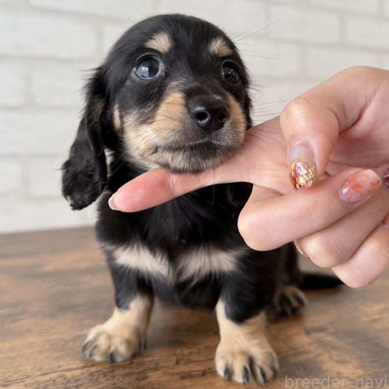 販売中の大阪府のミニチュアダックスフンド(ロングヘアード)-439919