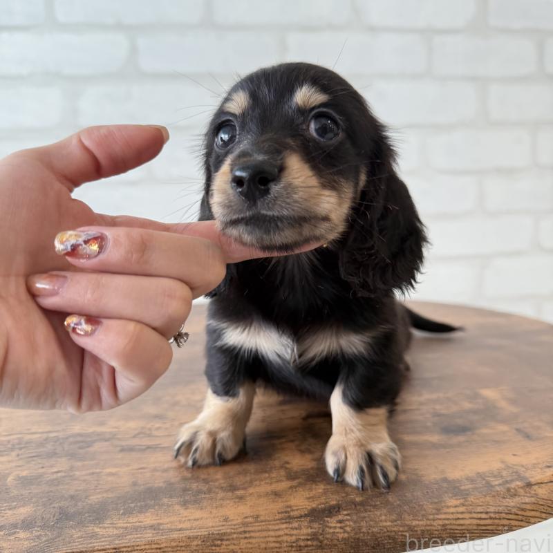 販売中の大阪府のミニチュアダックスフンド(ロングヘアード)-439919の7枚目