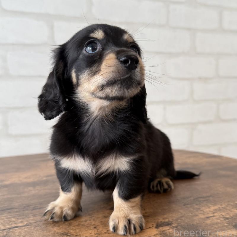 販売中の大阪府のミニチュアダックスフンド(ロングヘアード)-439919の6枚目