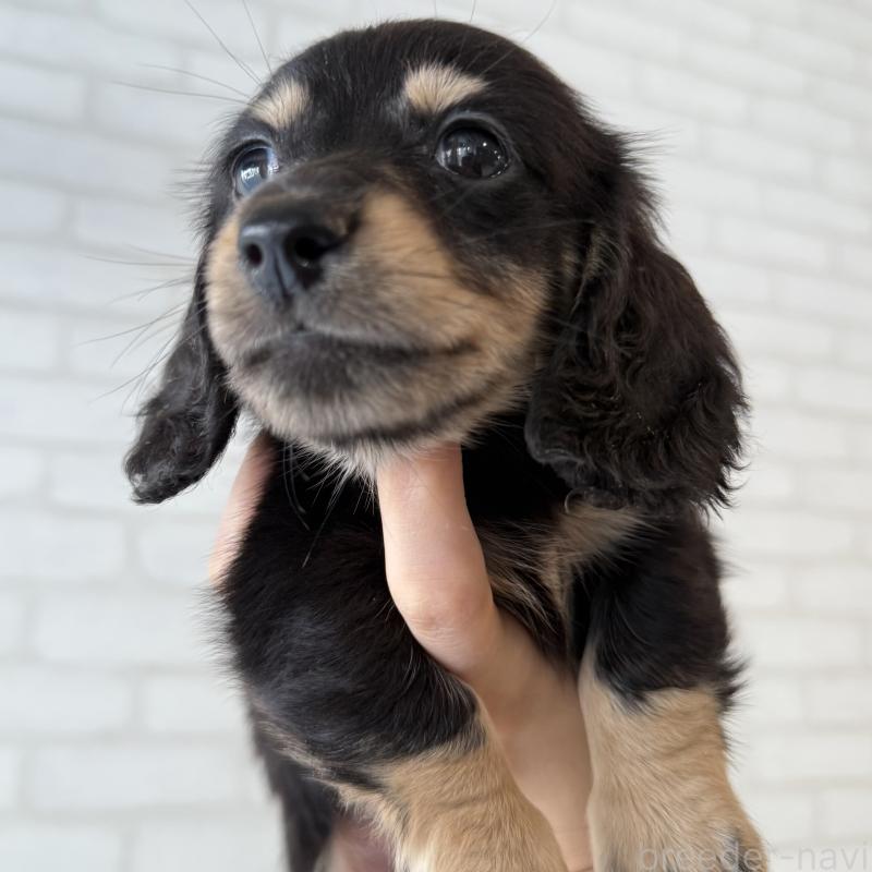 販売中の大阪府のミニチュアダックスフンド(ロングヘアード)-439919の5枚目