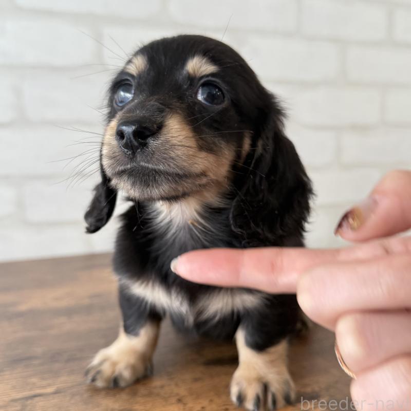 販売中の大阪府のミニチュアダックスフンド(ロングヘアード)-439919の4枚目