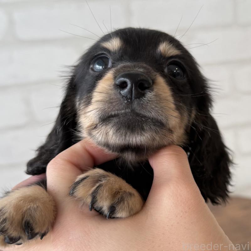販売中の大阪府のミニチュアダックスフンド(ロングヘアード)-439919の3枚目