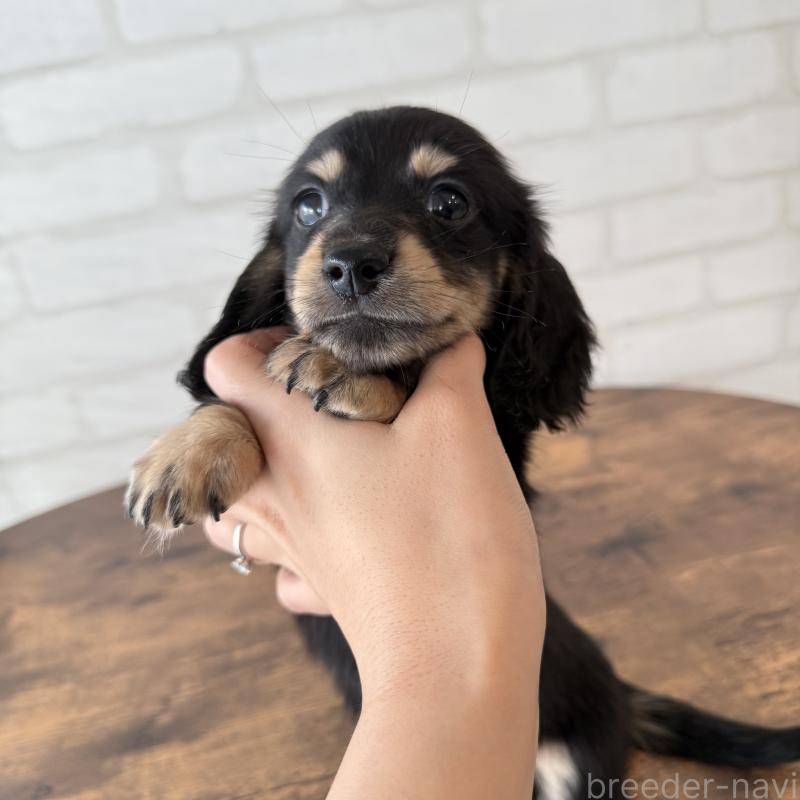 販売中の大阪府のミニチュアダックスフンド(ロングヘアード)-439919の2枚目