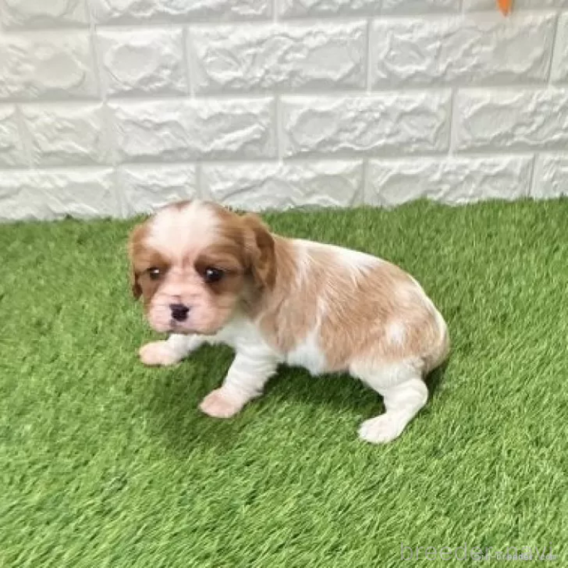 販売中の愛知県のキャバリアキングチャールズスパニエル-439920の5枚目