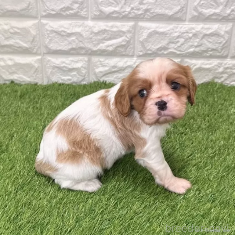 販売中の愛知県のキャバリアキングチャールズスパニエル-439920の4枚目