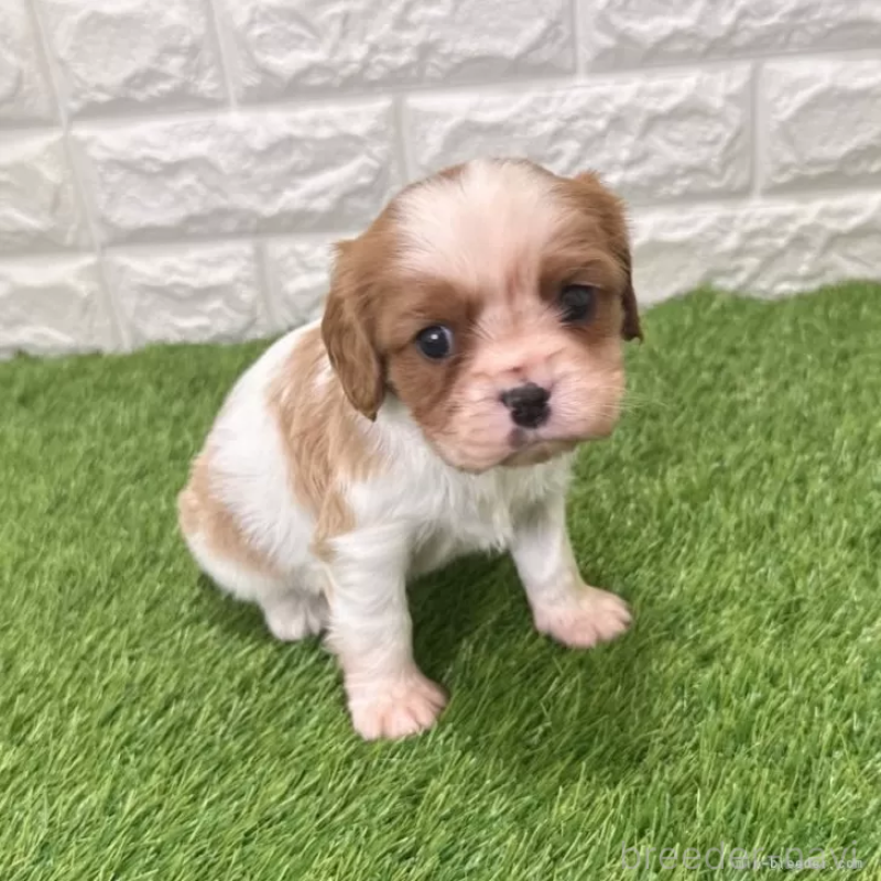 販売中の愛知県のキャバリアキングチャールズスパニエル-439920の2枚目