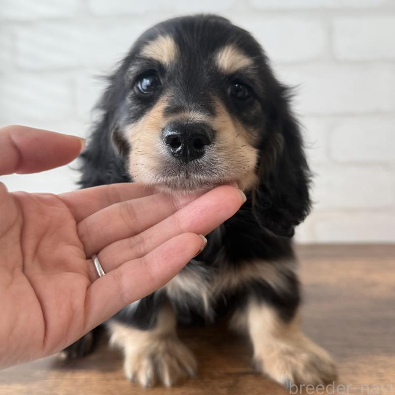 販売中の大阪府のミニチュアダックスフンド(ロングヘアード)-439921の7枚目