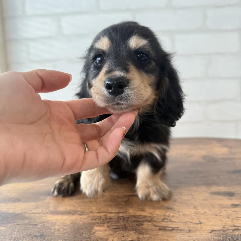 販売中の大阪府のミニチュアダックスフンド(ロングヘアード)-439921の6枚目