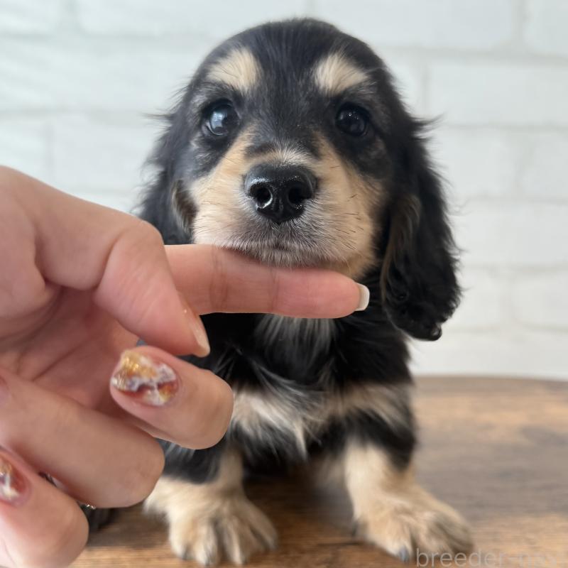 販売中の大阪府のミニチュアダックスフンド(ロングヘアード)-439921