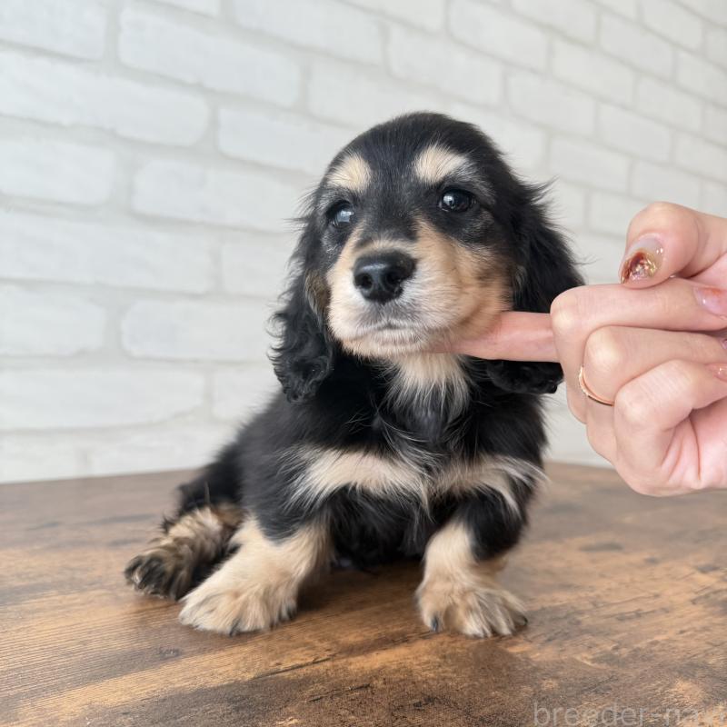 販売中の大阪府のミニチュアダックスフンド(ロングヘアード)-439921の4枚目
