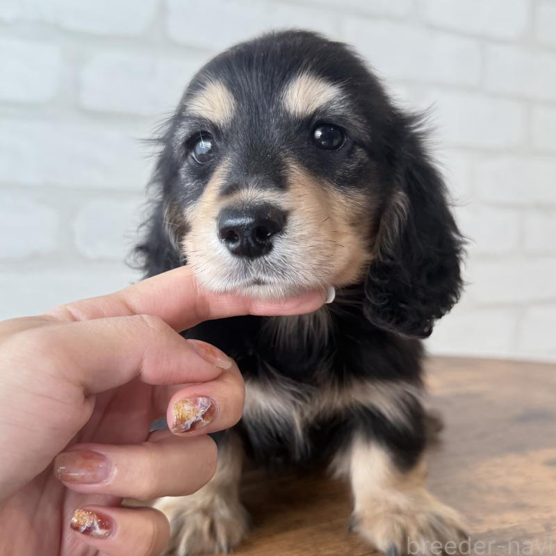 販売中の大阪府のミニチュアダックスフンド(ロングヘアード)-439921の3枚目