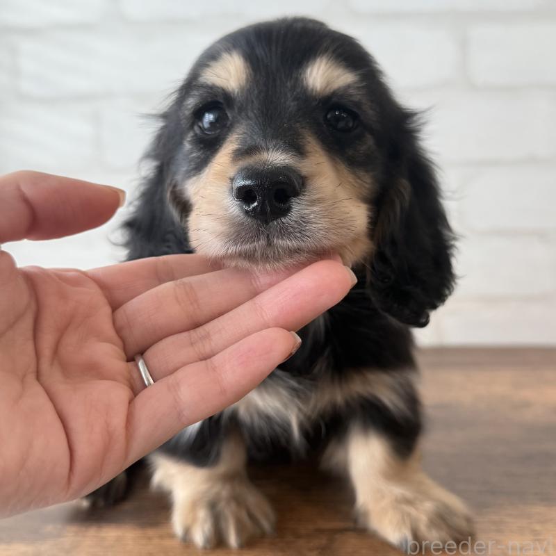 販売中の大阪府のミニチュアダックスフンド(ロングヘアード)-439921の2枚目