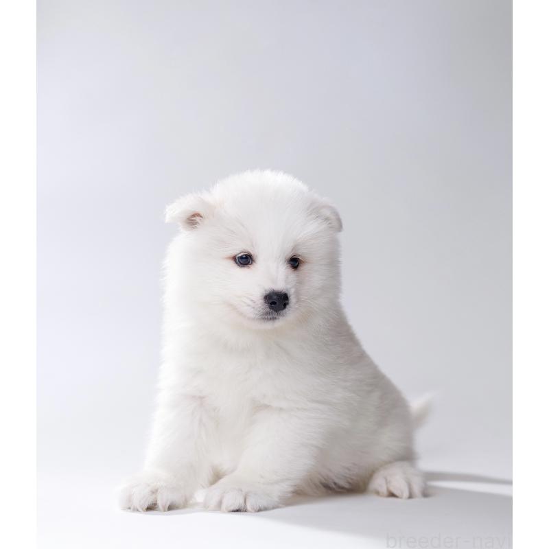 販売中の北海道のサモエド-439925の5枚目