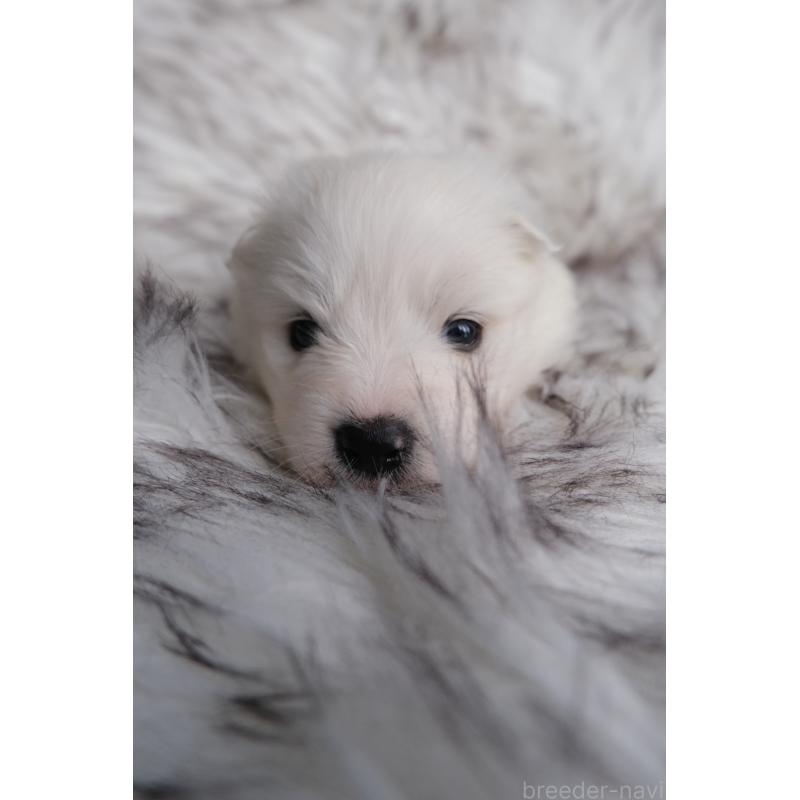 販売中の北海道のサモエド-439925の4枚目