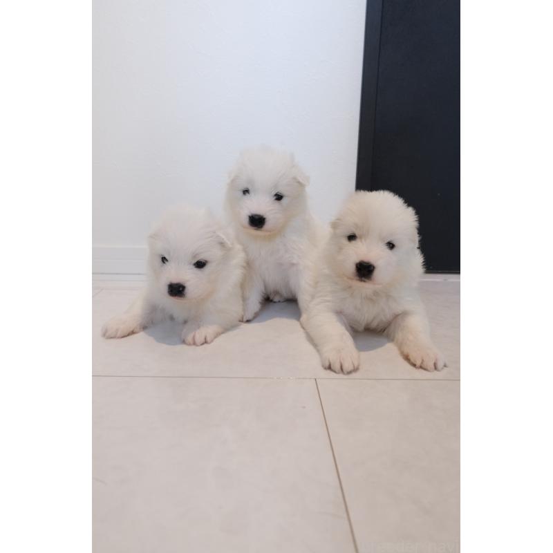 販売中の北海道のサモエド-439925の3枚目