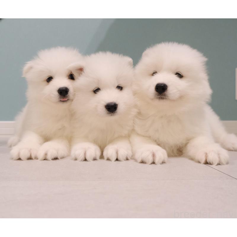 販売中の北海道のサモエド-439925の2枚目