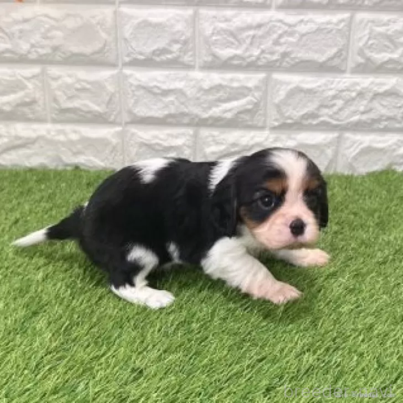 販売中の愛知県のキャバリアキングチャールズスパニエル-439922の5枚目