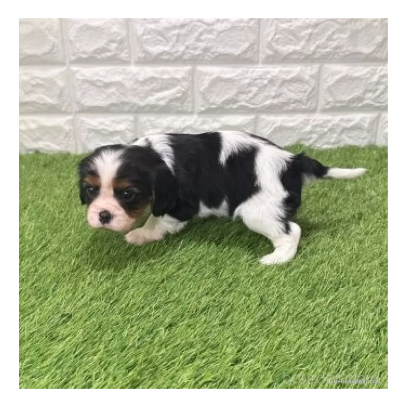 販売中の愛知県のキャバリアキングチャールズスパニエル-439922の4枚目