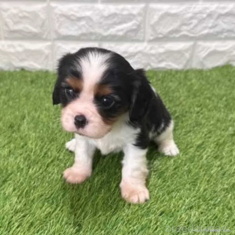 販売中の愛知県のキャバリアキングチャールズスパニエル-439922の3枚目