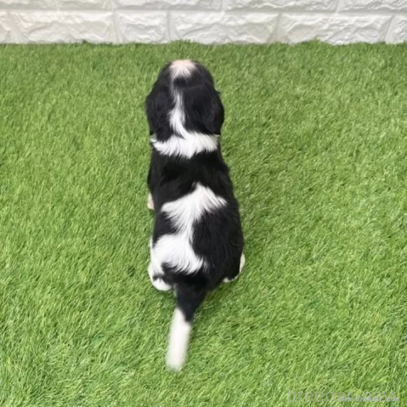 販売中の愛知県のキャバリアキングチャールズスパニエル-439922の2枚目