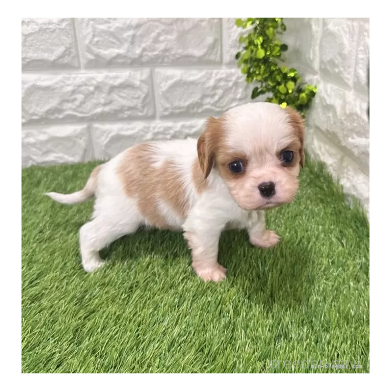 販売中の愛知県のキャバリアキングチャールズスパニエル-439923の1枚目
