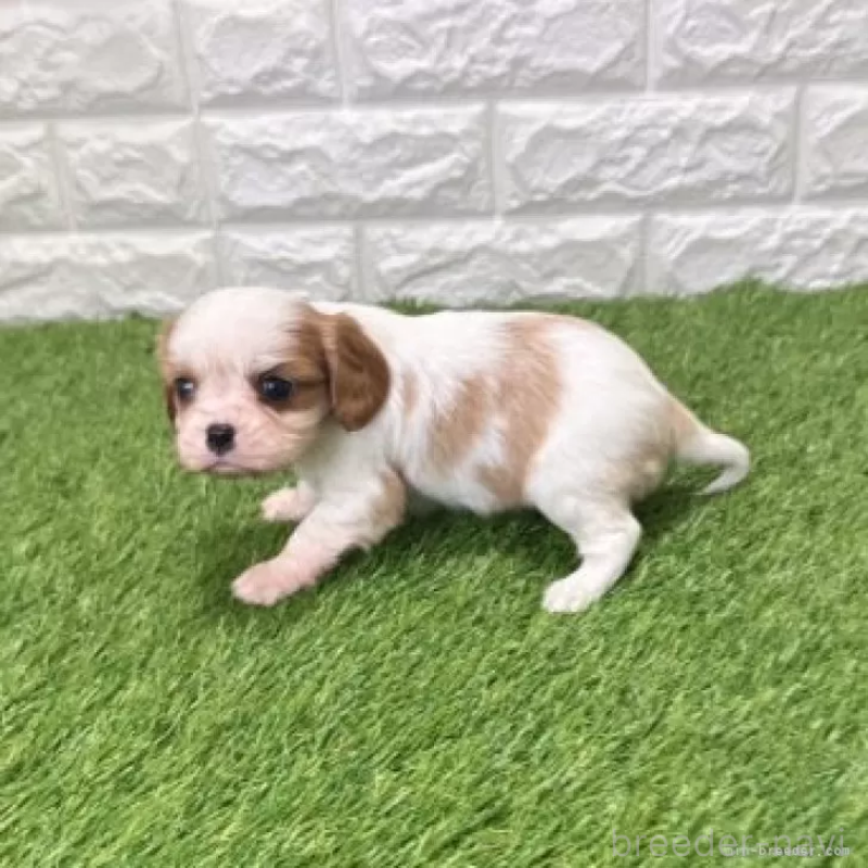 販売中の愛知県のキャバリアキングチャールズスパニエル-439923の5枚目