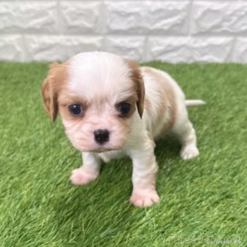 販売中の愛知県のキャバリアキングチャールズスパニエル-439923の4枚目