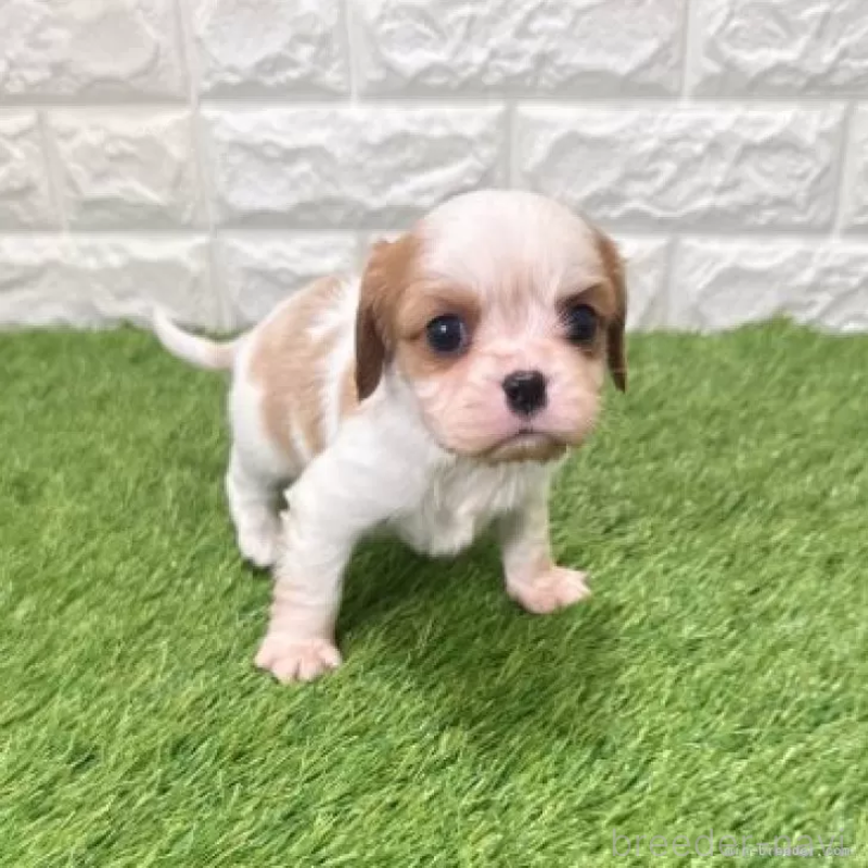 販売中の愛知県のキャバリアキングチャールズスパニエル-439923の3枚目