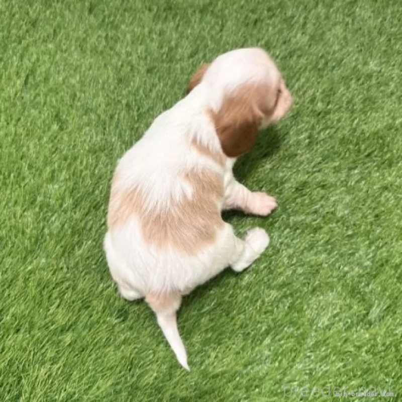 販売中の愛知県のキャバリアキングチャールズスパニエル-439923の2枚目