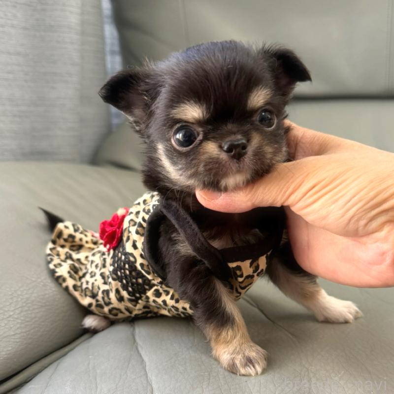 販売中の徳島県のチワワ(ロングコート)-439377