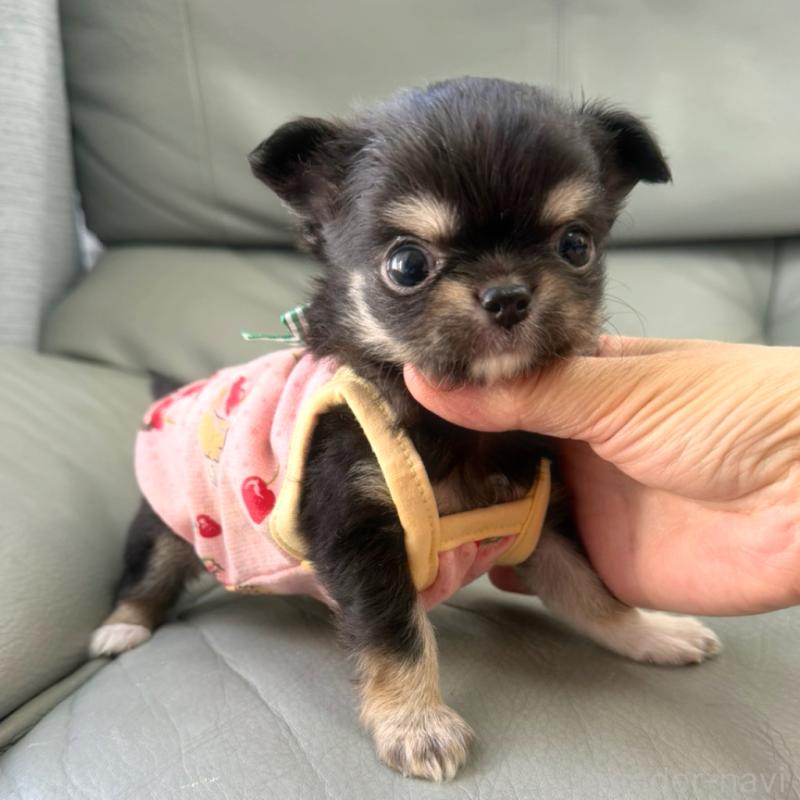 成約済の徳島県のチワワ(ロングコート)-439377の3枚目