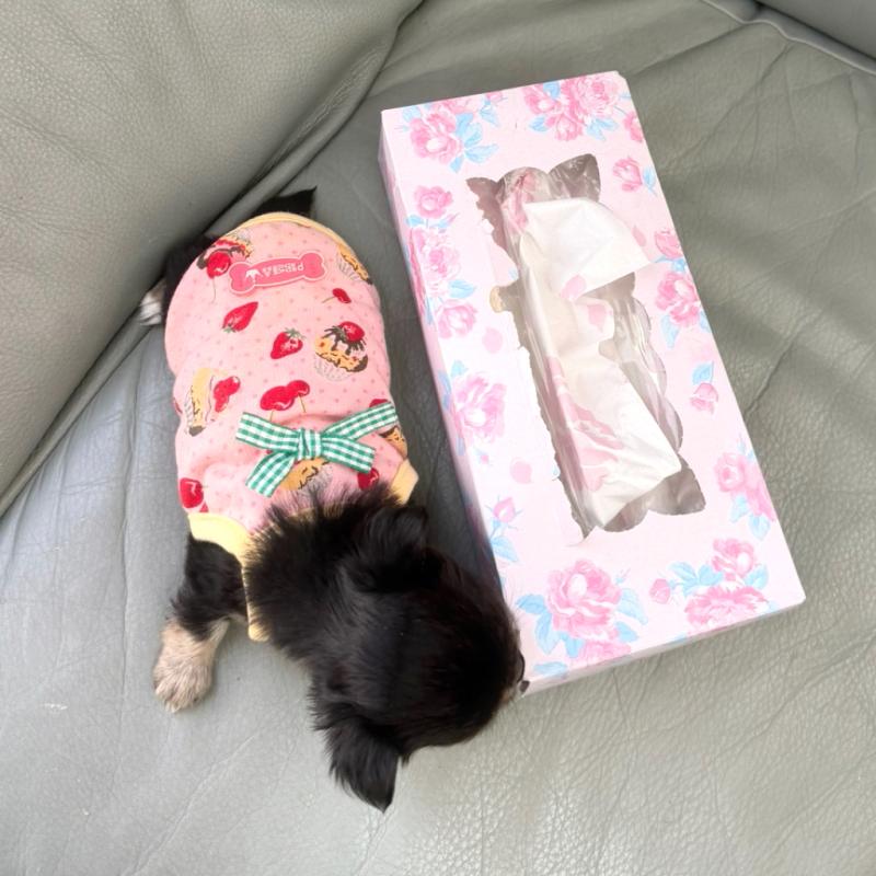 成約済の徳島県のチワワ(ロングコート)-439377の2枚目