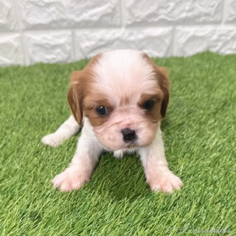販売中の愛知県のキャバリアキングチャールズスパニエル-439926
