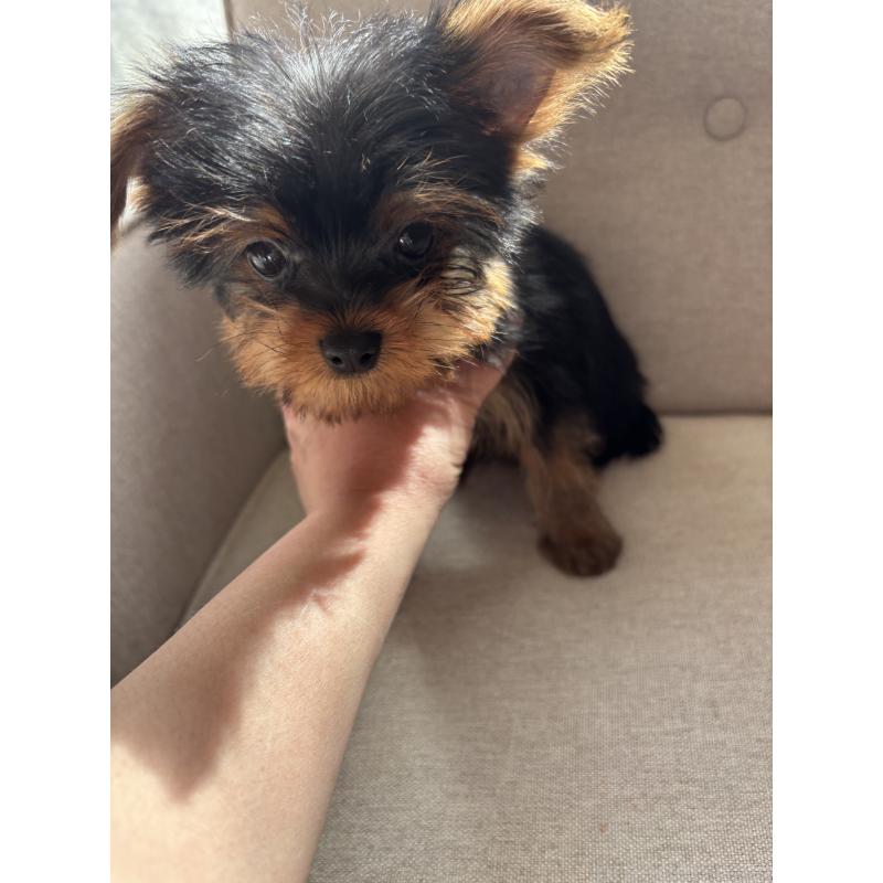 販売中の福岡県のヨークシャーテリア-433998の4枚目